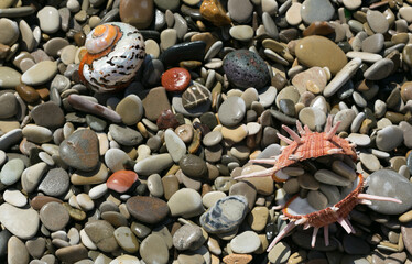 seashells on the beach