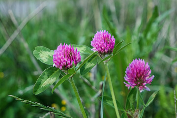  Kleeblüte