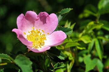  Wildrose Blüte