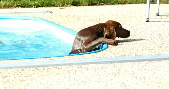Little boy playing with labrador puppy by the home pool. Dog and child enjoying summer time.