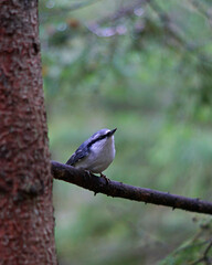 a small bird nuthatch sits on a branch in a wild forest