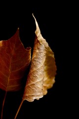 Abstract composition of an autumn poplar leaf on a dark background. Poplar leaf. Macro photo.
