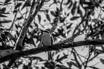 Naturaleza en blanco y negro