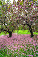 Naklejka premium Myriad of fallen Cherry petals cover the lawn under a pair of Cherry trees in the rainy morning at Central Park New York City NY USA on May 05 2019.