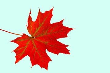 Fototapeta premium Close up macro view of red maple tree leaf isolated on light blue background. Autumn concept. 