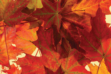 Close up view gorgeous texture,  background of colorful maple leaves.  Autumn. Fall beautiful backgrounds.