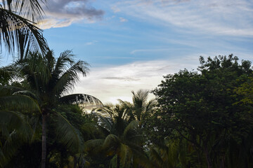 palm trees at sunset