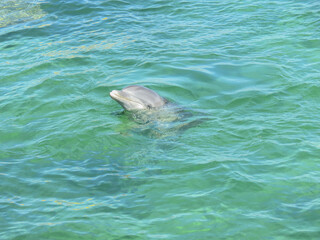 dolphin in the water