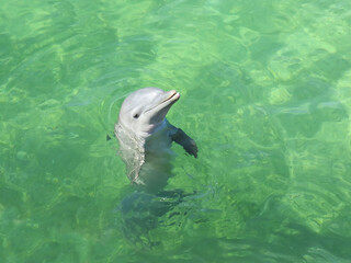 dolphin