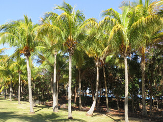 palm trees on the beach