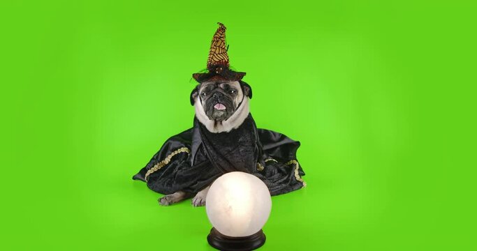 Black evil wizard dog. Cute pug dog dressed in black witch cape and hat. Funny halloween magic costume. Light magic crystal ball. Green screen. Funny halloween concept