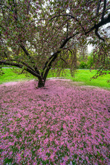 Myriad of fallen Cherry petals are cover the lawn under the Cherry tree in the rainy morning at Central Park New York City NY USA on May 0 2019.