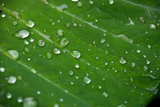 Green leaf with reflective raindrops, green chlorophyll in rural area of Guatemala.