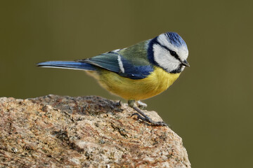 Fototapeta premium Eurasian blue tit (Cyanistes caeruleus) sitting on a rock against natural green background.