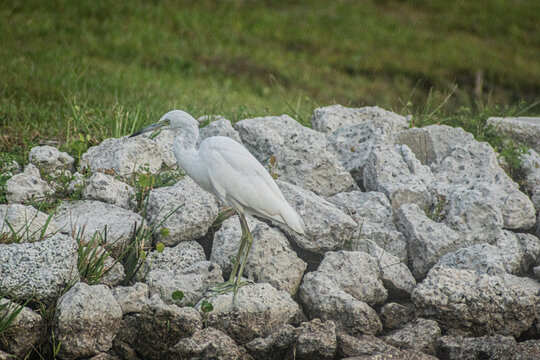 Pacific Reef Heron 