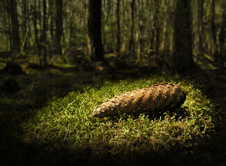 Pine Cone lying on a patch of moss in deep Scandinavian forest. A Ray of light pass through the foliage to enlighten the cone that looks like a hidden treasure. - 378179490