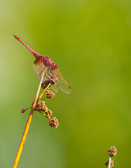 Libellule Dragonfly