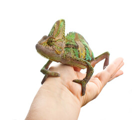 Colourful Yemeni cone-head chameleon (veiled chameleon) on a white background isolated © Kris