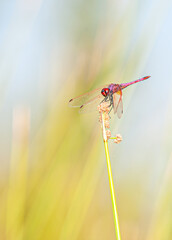 Libellule Dragonfly