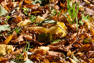 Fallen autumn leaves on the ground