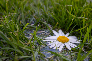 Chamomile in water on the lawn