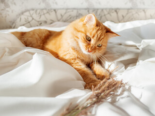 Cute ginger cat plays with dried grass on crumpled bed. Morning bedtime with playful pet. Fluffy domestic animal on white bed sheet. Cozy home.