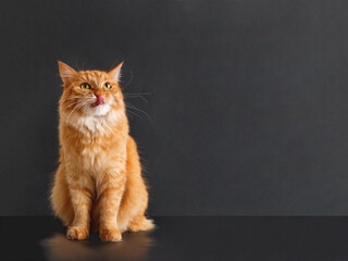 Cute ginger cat with awesome expression on face posing like lion. Fluffy pet licks its lips. Black...