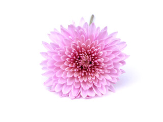 A flower of chrysanthemum isolated on a white background. An violet Dendranthema