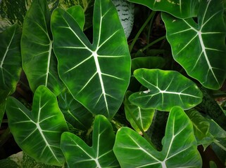 green leaves background
