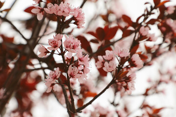 Pink cherry blossoms © Kaylin