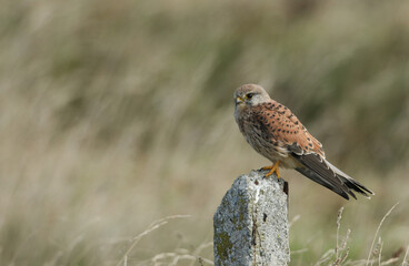 A hunting Kestrel, Falco tinnunculus, perching on a post in a meadow.