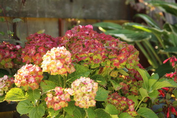 The garden or farm hydrangea (Hydrangea macrophylla) flowers in September