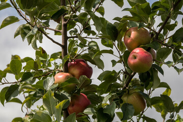 Honey Crisp Apples and other varieties at the start of apple-picking season in the orchard on a partly sunny afternoon
