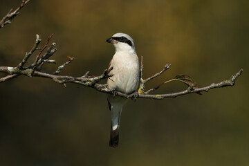 Fototapeta premium A magnificent rare hunting Red-backed Shrike, Lanius collurio, perched in a tree.