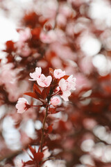 Pink cherry blossoms
