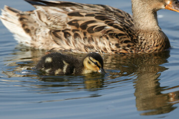 A cute Mallard Duckling, Anas platyrhynchos, swimming on a lake and feeding from the surface of the water.