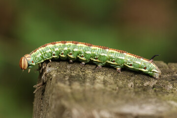 A pretty Pine hawk-moth, Sphinx pinastri, walking along a wooden fence in a pine forest.	