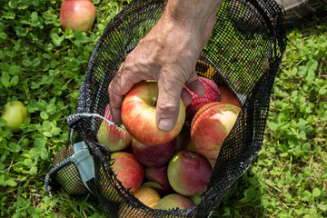 Handpicking Honey Crisp apples a fun fall activity