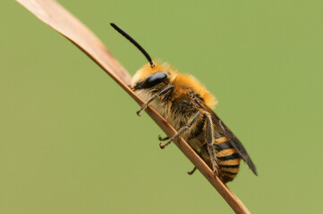 A pretty Ivy Bee, Colletes hederae, roosting on a reed.	