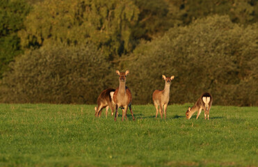 Naklejka na ściany i meble A female Sika Deer, Cervus Nippon, and three cute fawns are grazing in a meadow in early morning golden light.
