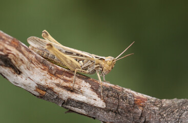 A Common Field Grasshopper, Chorthippus brunneus, perching on a twig.