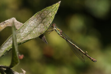 A female Willow Emerald Damselfly, Chalcolestes viridis, perching on a Comfrey leaf.