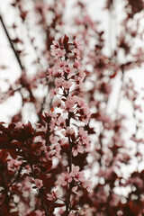 Pink cherry blossoms