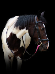 A black and white horse wearing a pink accentuated bridle, facing to the right