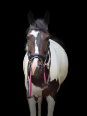 A black and white horse wearing a pink accentuated bridle, looking into the camera