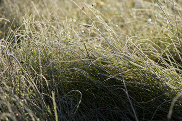 Green grass in the morning on the meadow covered with frost.