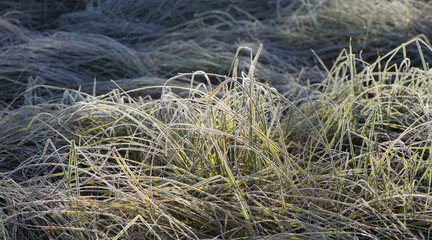 Naklejka na ściany i meble Green grass in the morning on the meadow covered with frost.