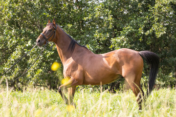 A bay thoroughbred horse wearing a bridle standing in a field by the trees on a warm summer day, full body shot
