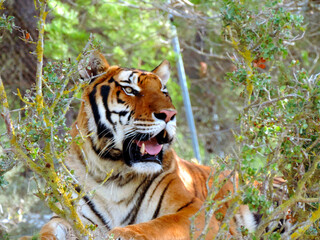 Tigre en la naturaleza, descansando y alerta con la boca abierta con enormes colmillos y rodeado de arbustos, donde se esconde