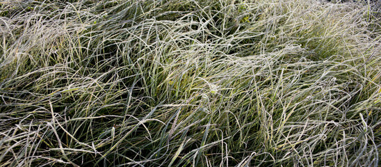 Green grass in the morning on the meadow covered with frost.